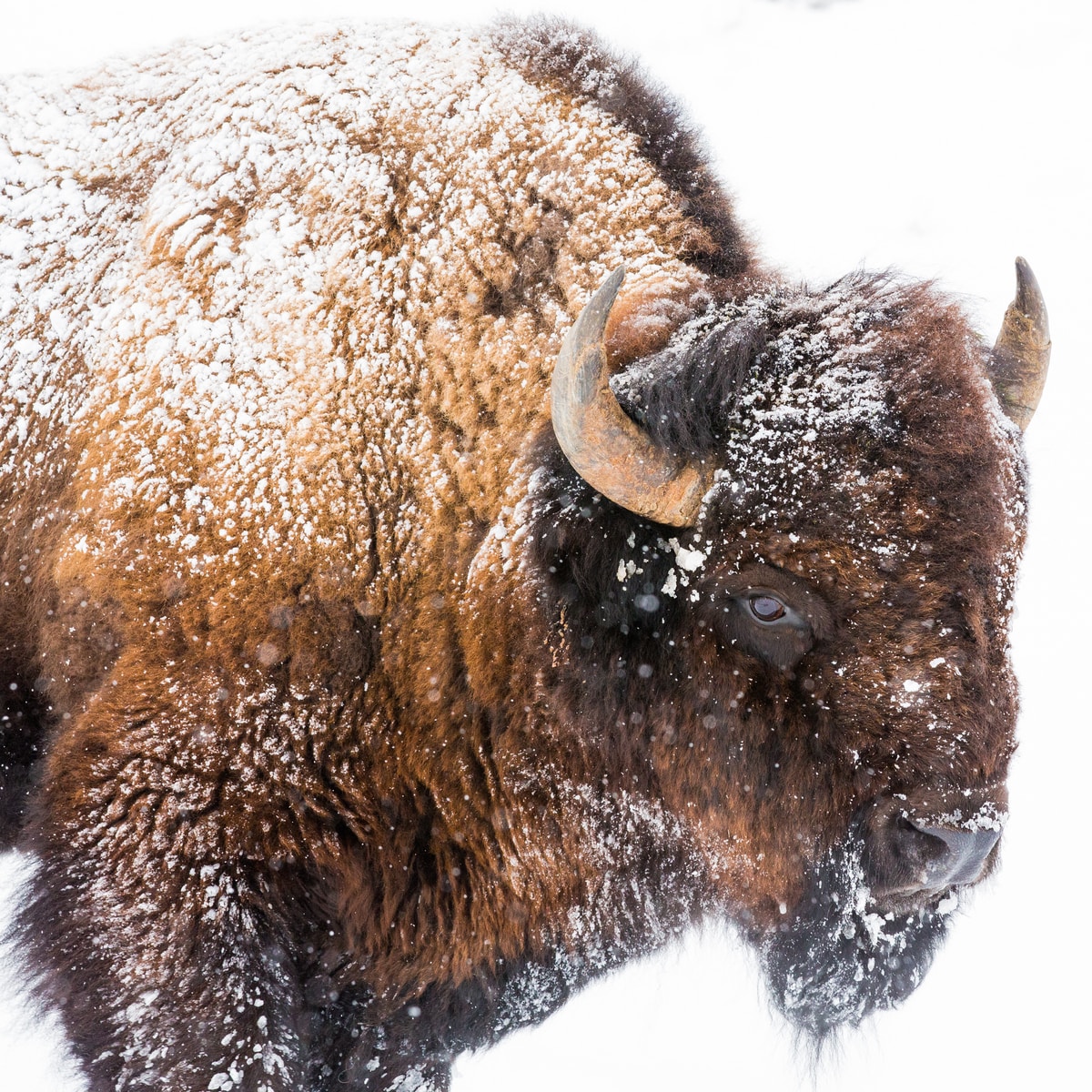 brown bison on snow covered ground during daytime